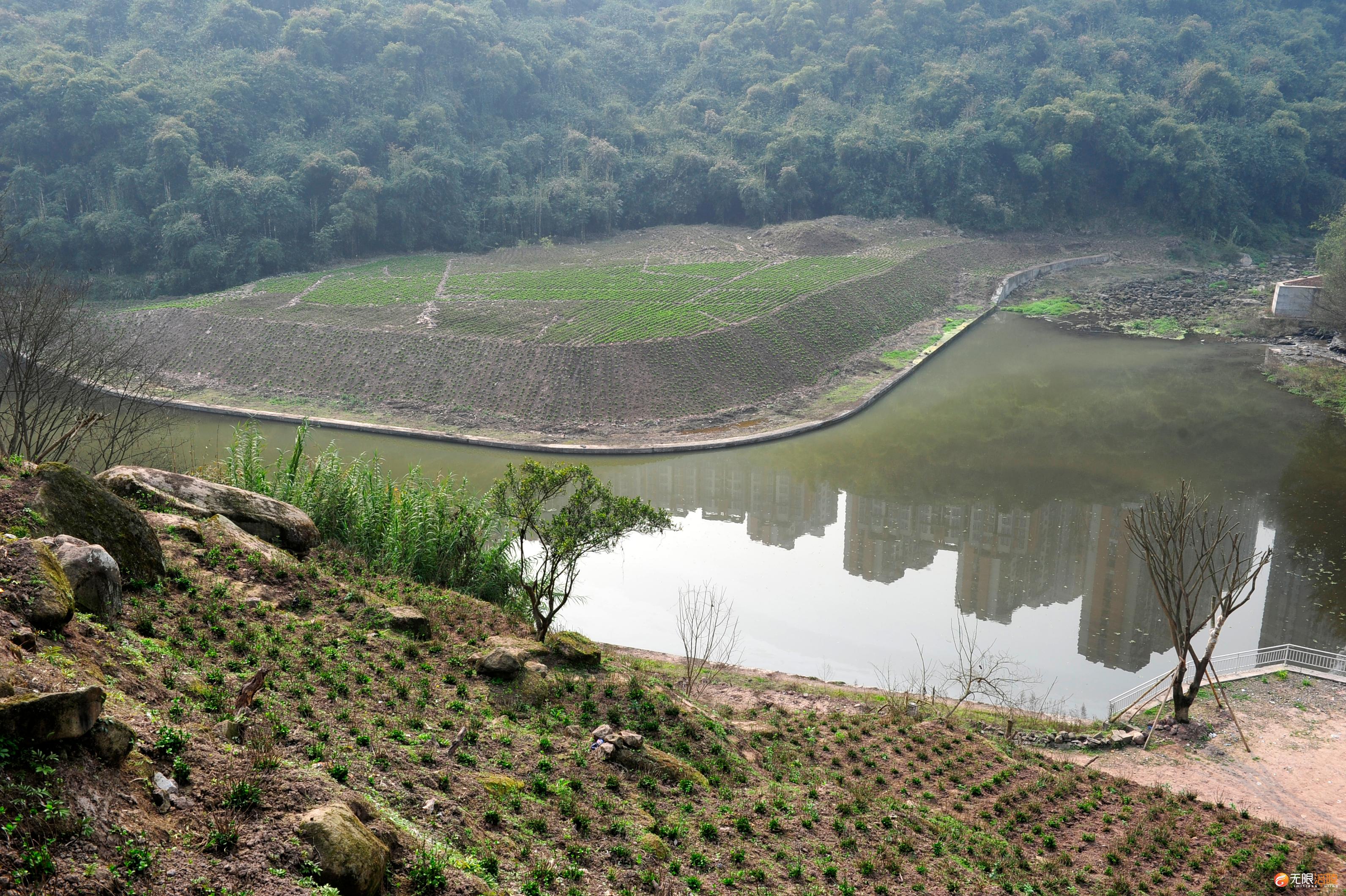 涪陵:涞滩河库岸种下53万株绣球花 5月花开等你来