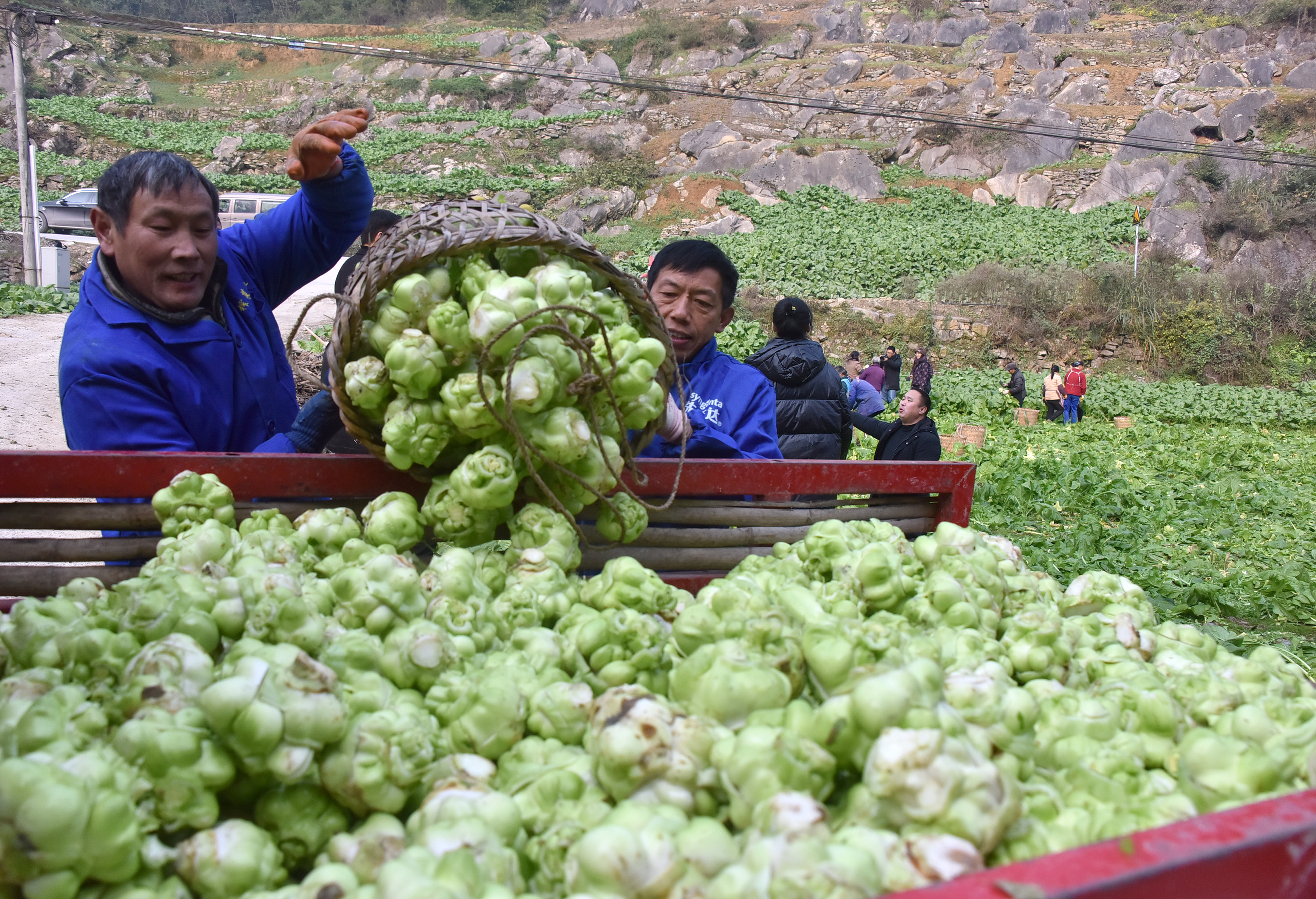 涪陵区榨菜产业发展中心根据初步测算,拿出这张振奋人心的成绩单.