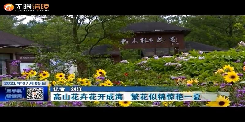 ​高山花卉花开成海   繁花似锦惊艳一夏