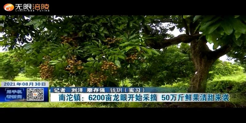 南沱镇：6200亩龙眼开始采摘  50万斤鲜果清甜来袭
