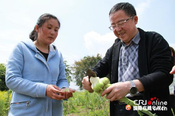 【壮丽70年·奋斗新时代】“涪陵榨菜”的幕后英雄