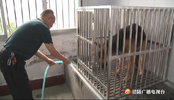 狗狗，不流浪！