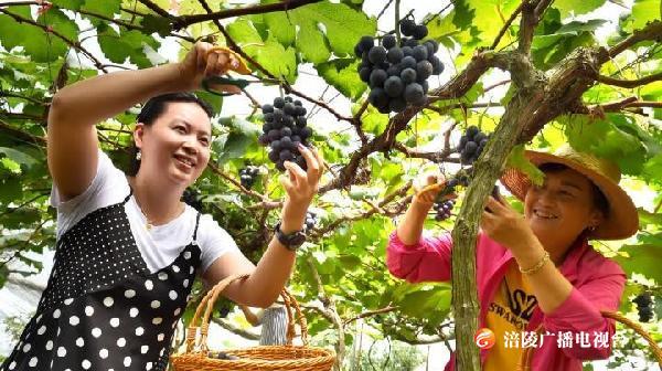 高颜值葡萄上线，采摘走起！