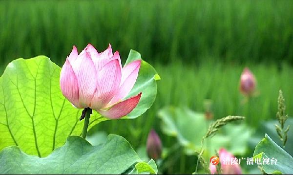 下雨不怕，我要盛开！