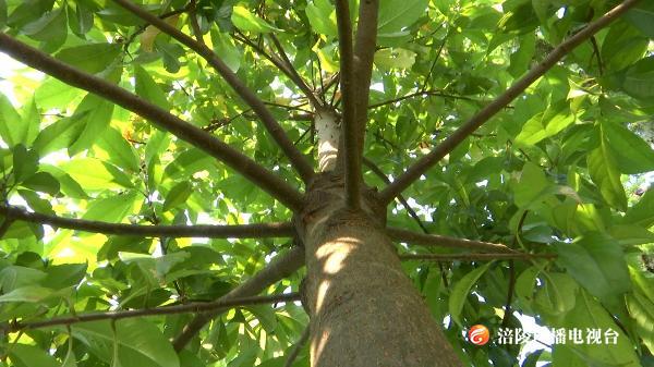 涪陵5年建成530公里生物防火隔离带