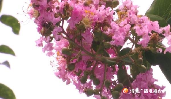 亭亭紫薇花 红彻一个秋