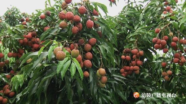 7月，最“红”就是你