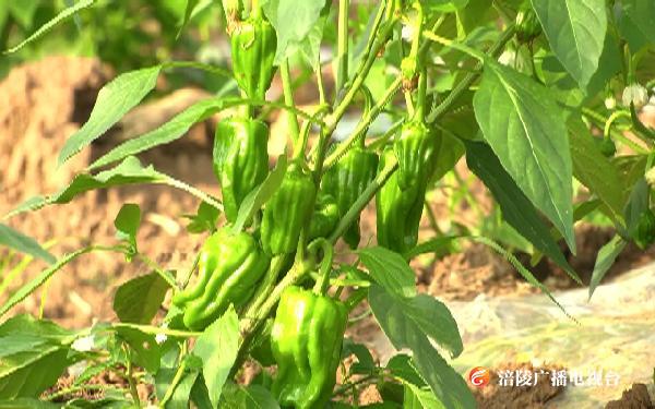 【节目预告】​姚德平：情系三农的好代表