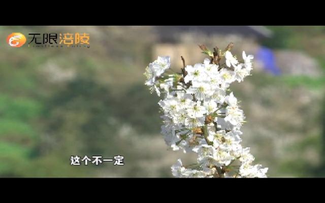 樱桃花儿开 果农展笑颜