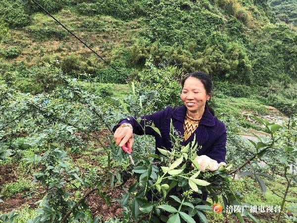 李渡街道：变“输血”为“造血” 产业扶贫“拔穷根”