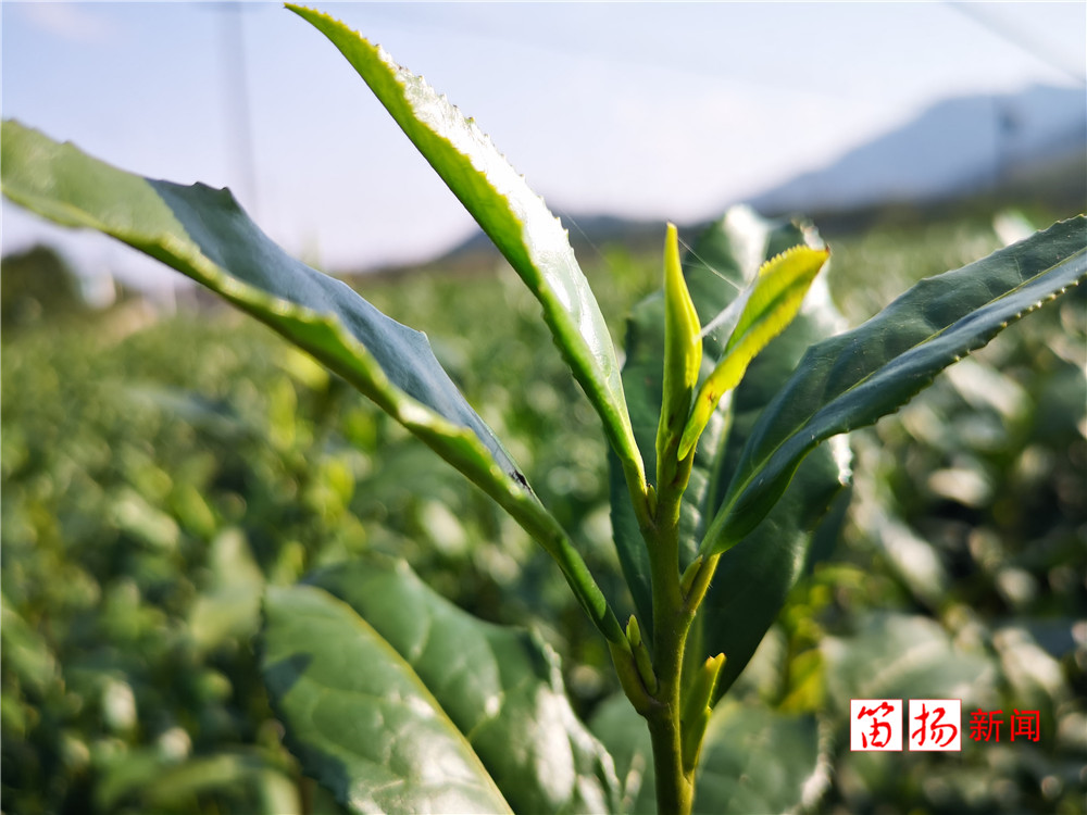 微信图片_20200305131723_副本1