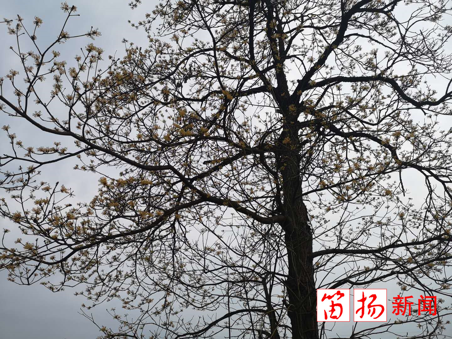 微信图片_20200305141637