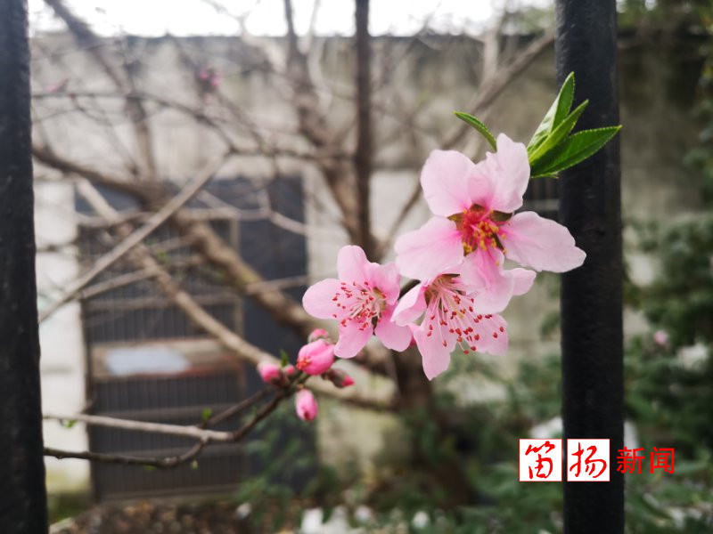 微信图片_20200306072630_副本