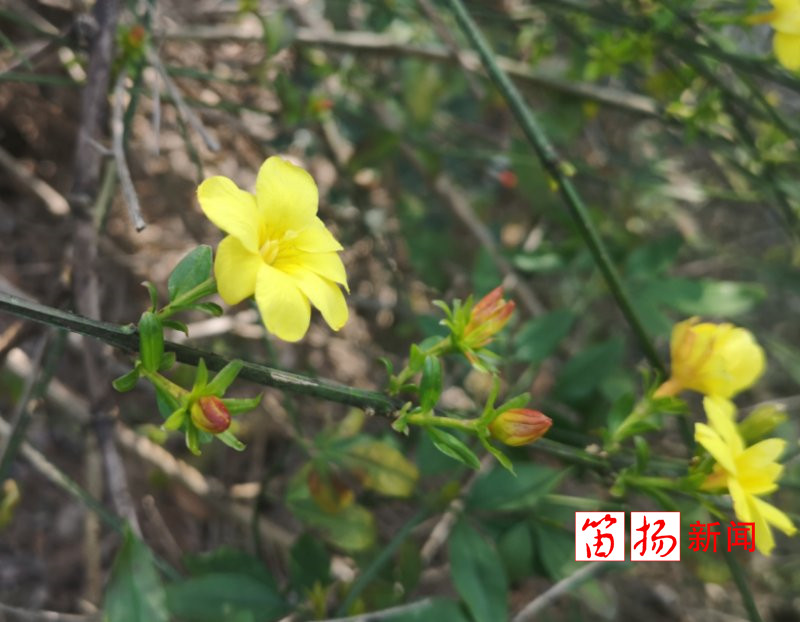 微信图片_20200306072643_副本
