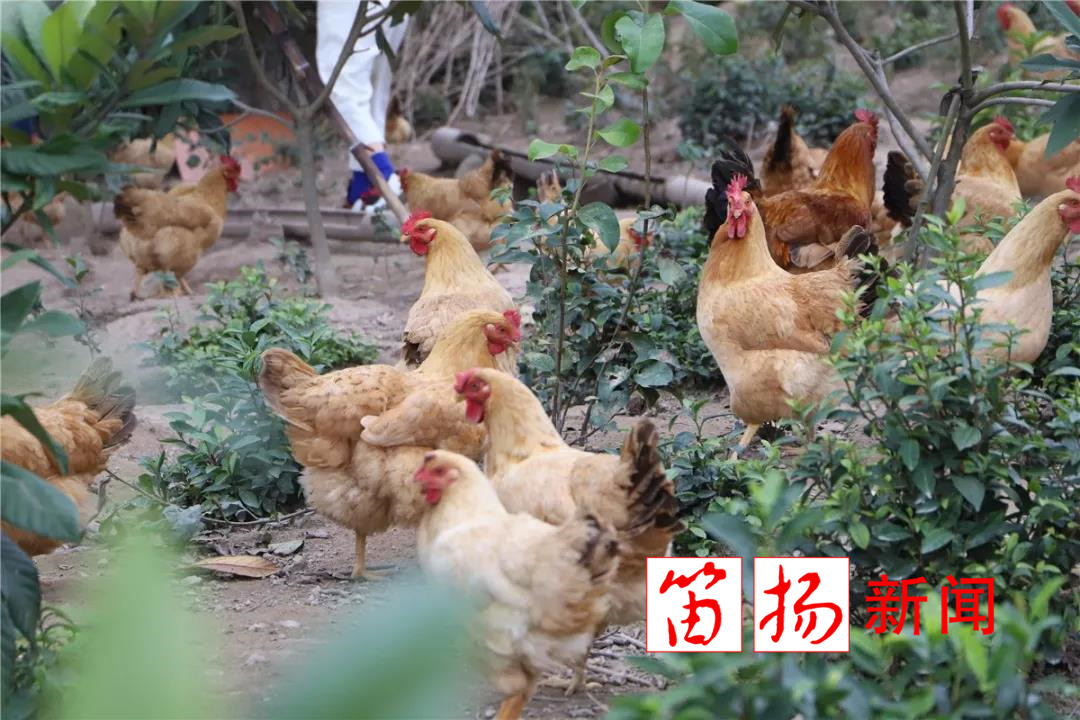 土菜1_副本