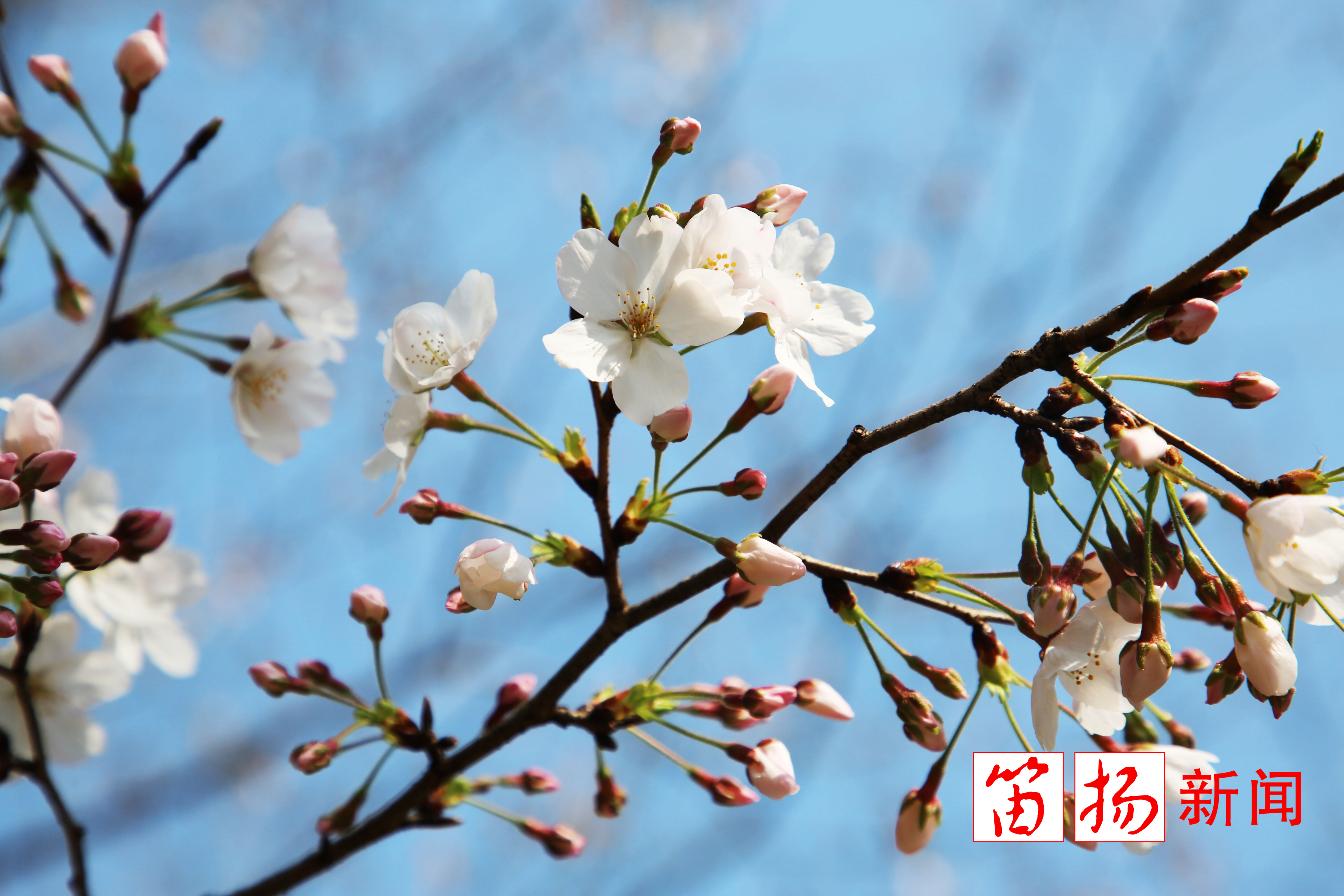 樱花2_副本