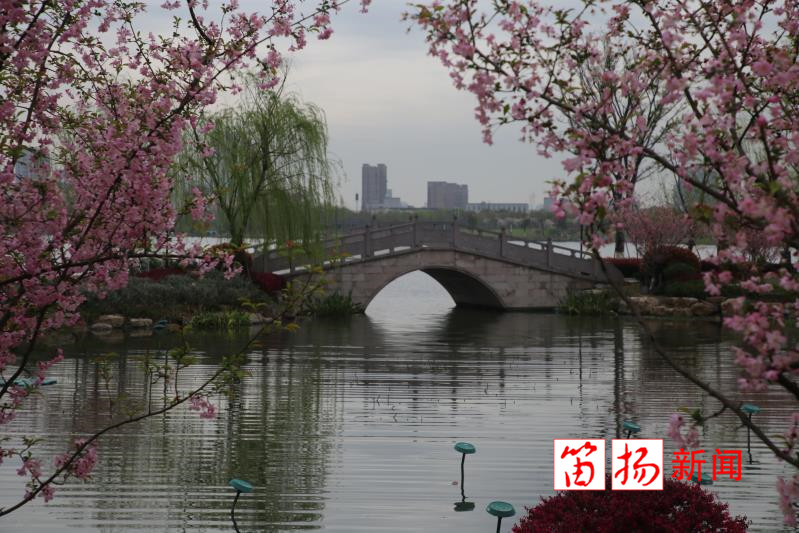 海棠4_副本