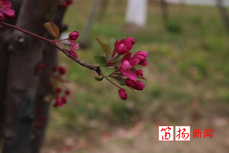 海棠2_副本1