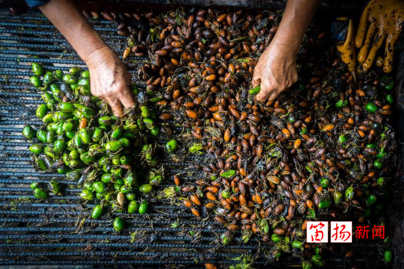 香榧3_副本_副本