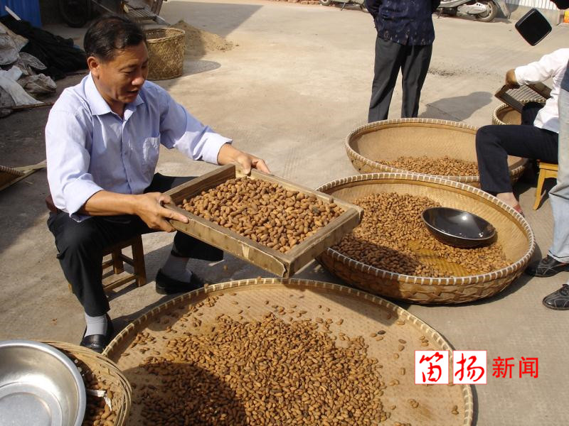 香榧4_副本_副本