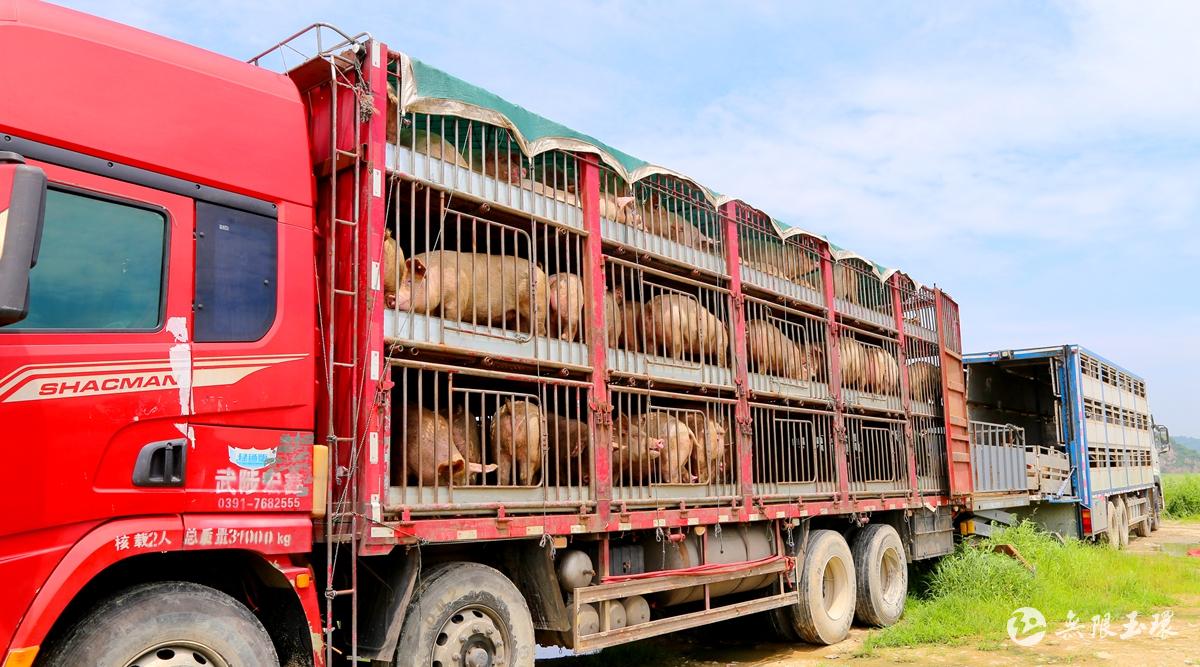 玉环：150头商品猪投放市场