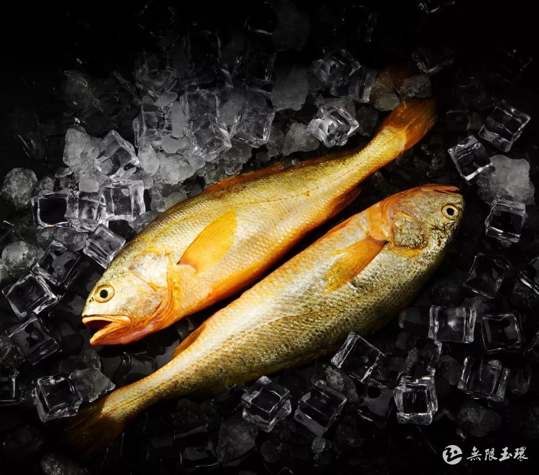 藏渔岛的“土豪金”：野化大黄鱼 味美能感动灵魂