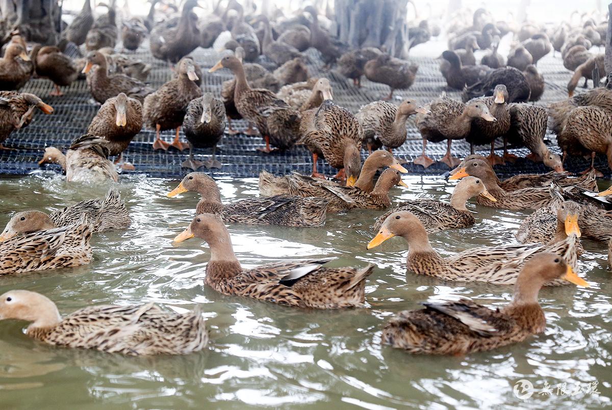 吉林市野鸭子|摄影|动物|xuhanwen159 - 原创作品 - 站酷 (ZCOOL)