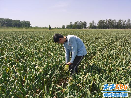 田间抽蒜苔，这技术杠杠滴 - 副本